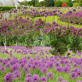 VISTATU Well-drained soil setup supports robust foliage growth.