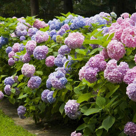 VISTATU USA-made hydrangea seeds pack supports home gardening projects