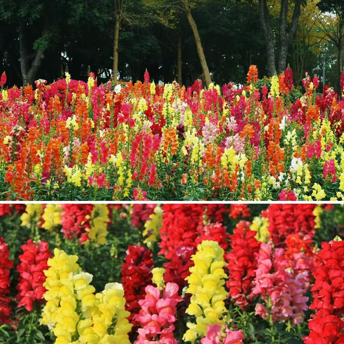 VISTATU USA-made seed pack emphasizes quality and care.