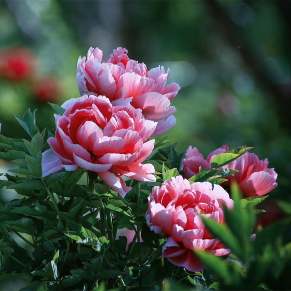 VISTATU USA-made seeds packaging ensures quality and homegrown beauty.