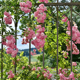 VISTATU consistent watering and fertilizing supports healthy flowering