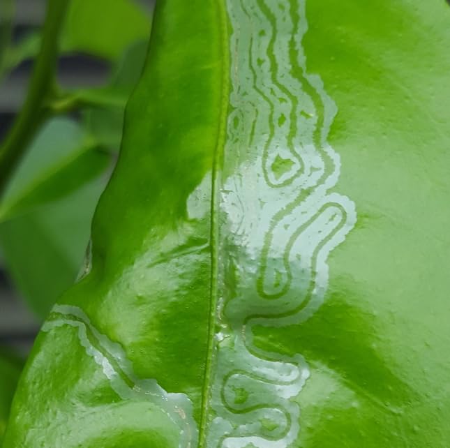VivaGrow VT-102 traps in citrus canopy during monitoring