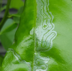 VivaGrow VT-102 traps in citrus canopy during monitoring