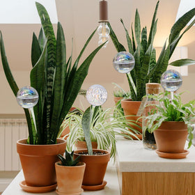 Vividaire glass globes in indirect light optimize hydration for indoor and outdoor plants