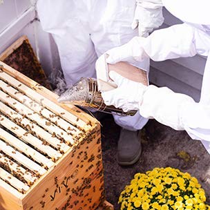 VIVO bee hive smoker with heat shield protects user during hive work