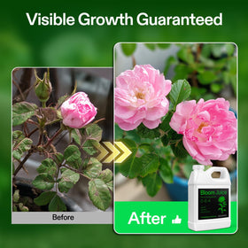 Vitamin B1 supports healthier root development in Bloom Juice.