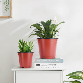 VIVOSUN indoors garden pot measuring 4 inches for seedlings.