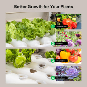 Leafy vegetables ready to grow with this kit.