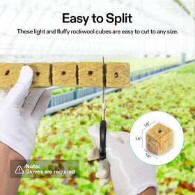 Rockwool cube with seed hole prepared for planting by VIVOSUN