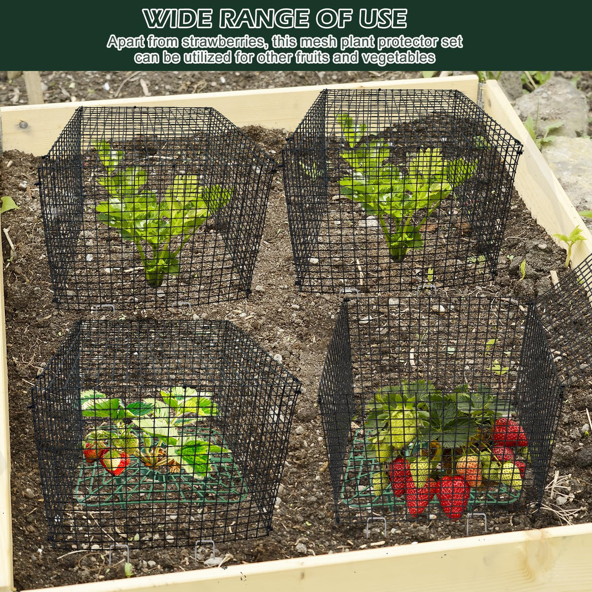 Voccos protected strawberries under mesh guard stay safe from disturbance.