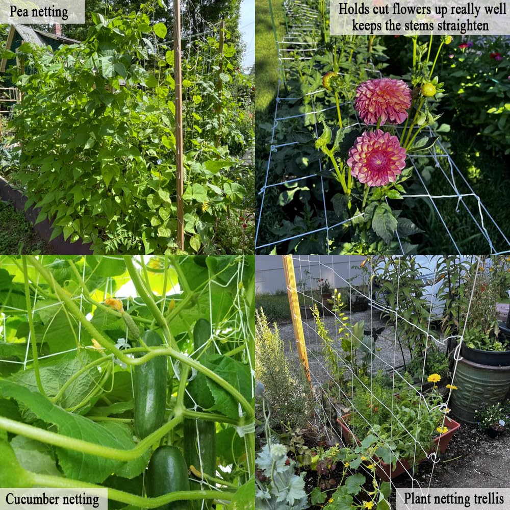 Vocray bean and pea support on sturdy trellis for harvest.