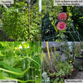 Vocray bean and pea support on sturdy trellis for harvest.