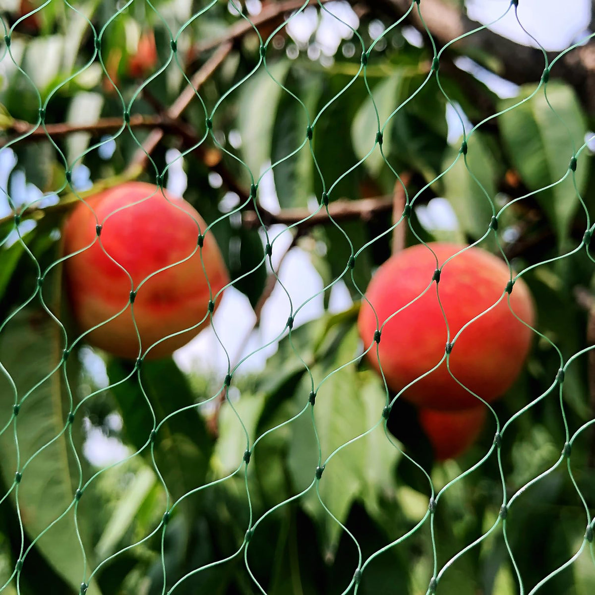 Vocray easy-cut-fit netting adapts to irregular beds and frames.