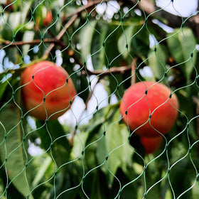 Vocray easy-cut-fit netting adapts to irregular beds and frames.