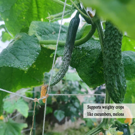 Vocray climbing plants on trellis supports cucumbers and tomatoes.