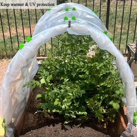 Seedlings under clear cover draped over a row in the garden.