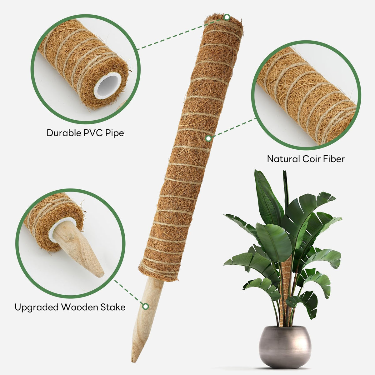 Vosyinm Monstera with moss pole setup for upright growth