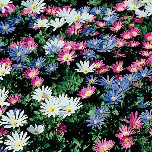 Votaniki Anemone Blanda blooms brighten borders in mid-spring.