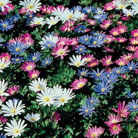 Votaniki Anemone Blanda blooms brighten borders in mid-spring.