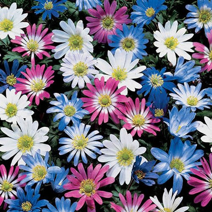 Votaniki Anemone Blanda mix bulbs for planting in shade beds; attracts bees.