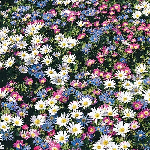 Votaniki Anemone Blanda mix forms soft ground cover up to 12 inches.