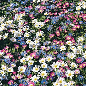 Votaniki Anemone Blanda mix forms soft ground cover up to 12 inches.