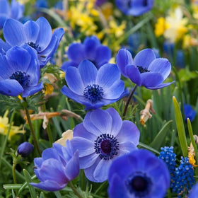 Votaniki Anemone Blue Poppy bloom in a sunny border offers long-lasting color