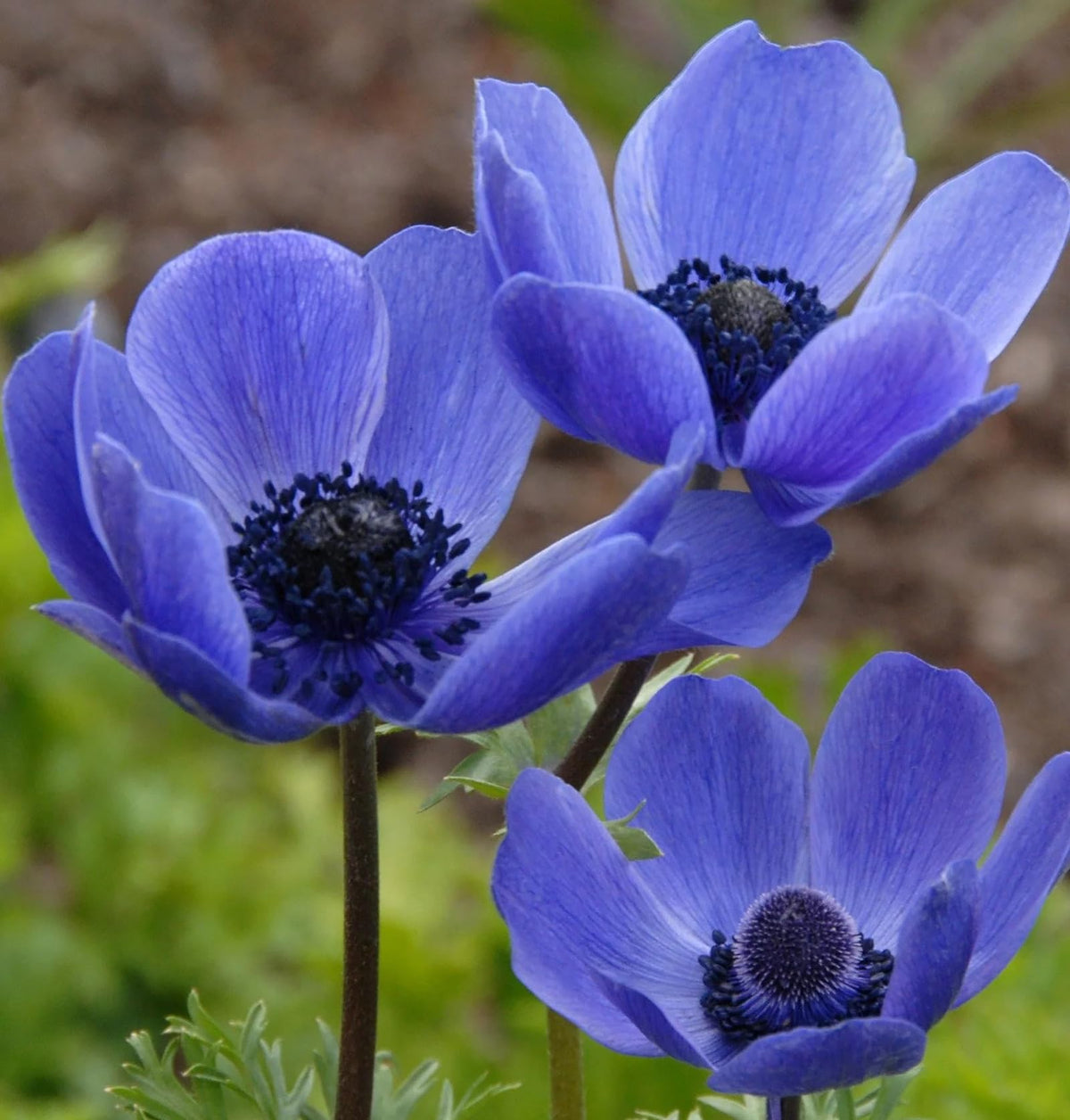Votaniki Anemone Blue Poppy border planting provides easy-to-grow color year after year