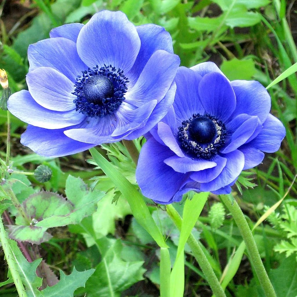 Votaniki Anemone Blue Poppy cut flowers ready for bright indoor arrangements