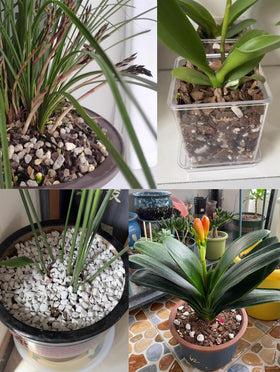 Voulosimi perlite decorative profile image presents clean product for gardeners.