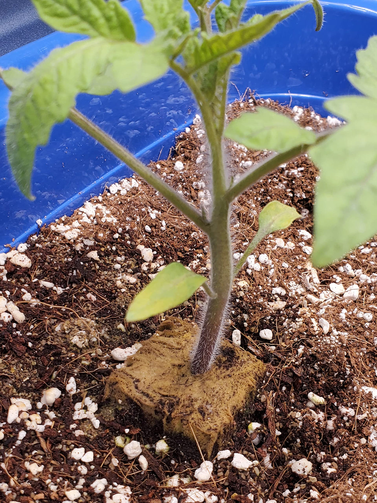 Voulosimi perlite home and garden uses closeup demonstrates versatility.