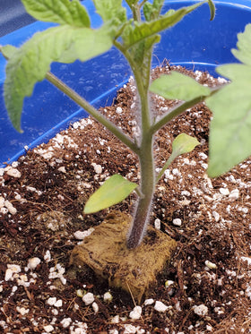 Voulosimi perlite home and garden uses closeup demonstrates versatility.