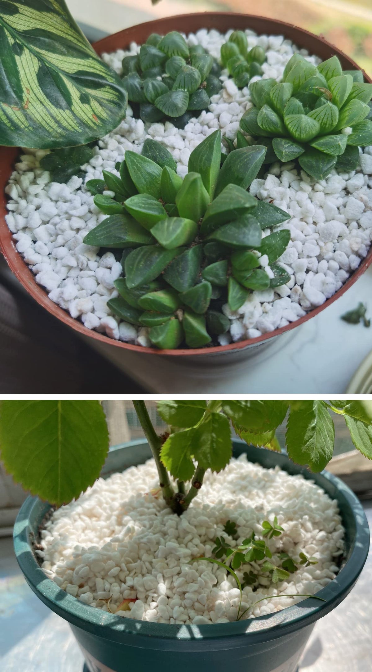 Voulosimi perlite neutral pH 7 closeup indicates stable soil chemistry.