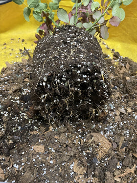 Voulosimi perlite packaging 30QT image highlights ready-to-use quantity.