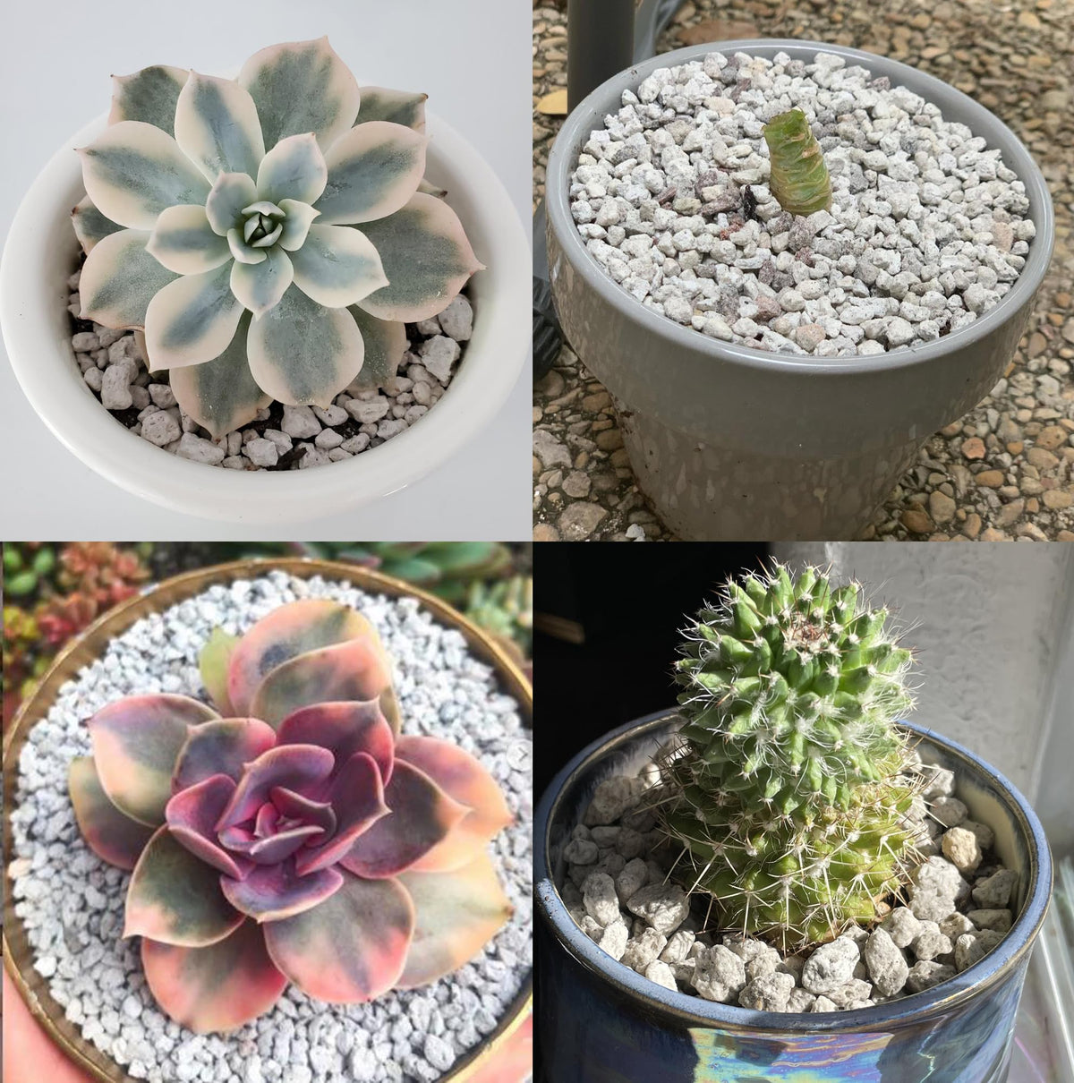 Voulosimi pumice rock used as decorative vase filler and soil conditioner