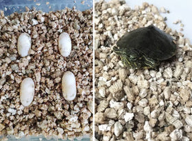 Voulosimi vermiculite promotes stable root environments.