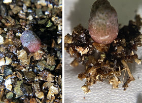 Close-up of Voulosimi vermiculite showing moisture retention capability.