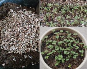 Voulosimi vermiculite holds nutrients for steady plant feeding.