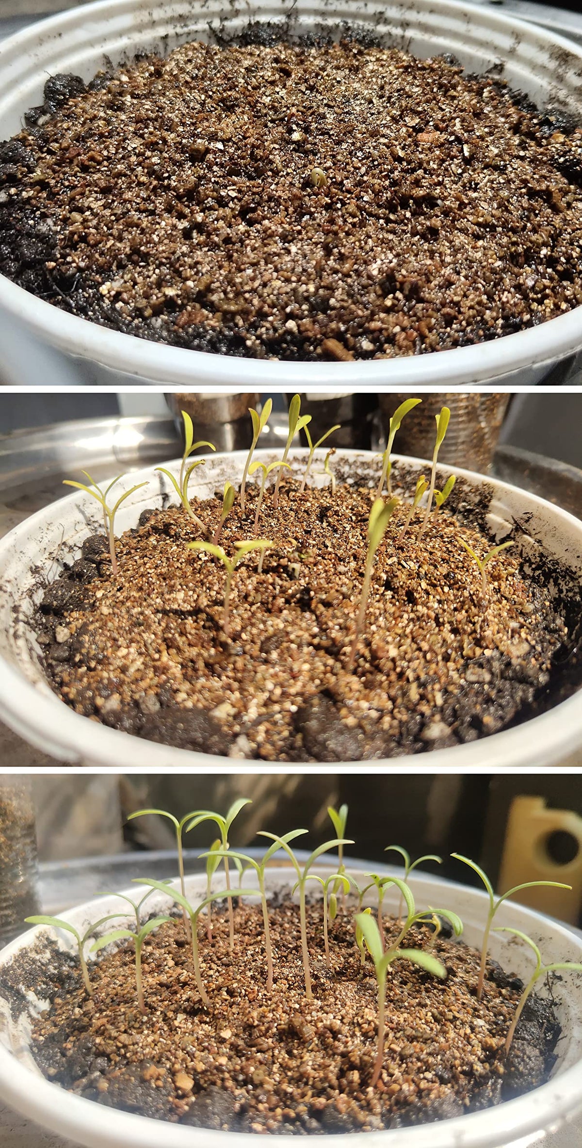 Voulosimi vermiculite root growth image showing robust roots.