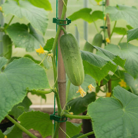 VPWHY clips on climbing plants for easy removal and reuse