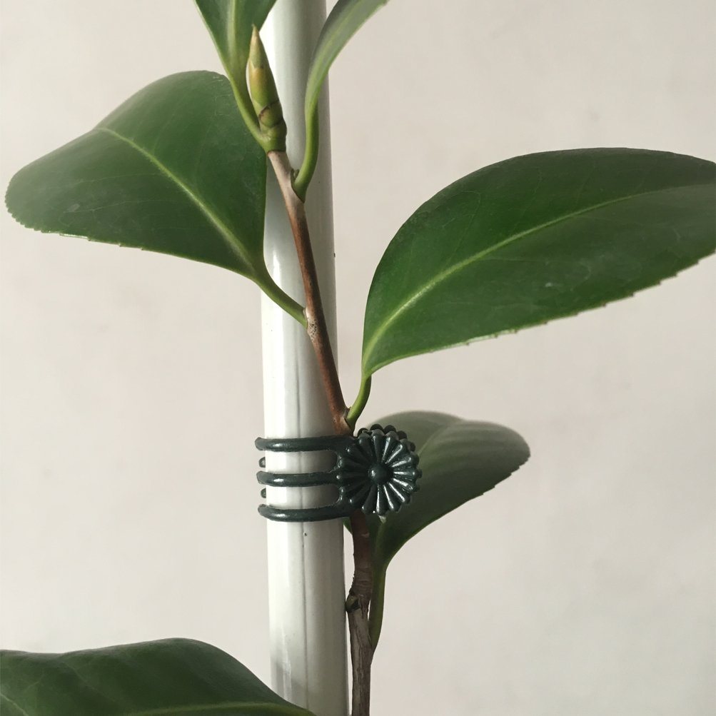 Vtete daisy clip secures tomatoes and cucumbers against movement