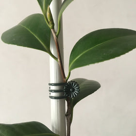 Vtete daisy clip secures tomatoes and cucumbers against movement