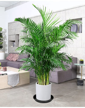 VUWEZ compatible with ceramic planters, matching sleek black trays