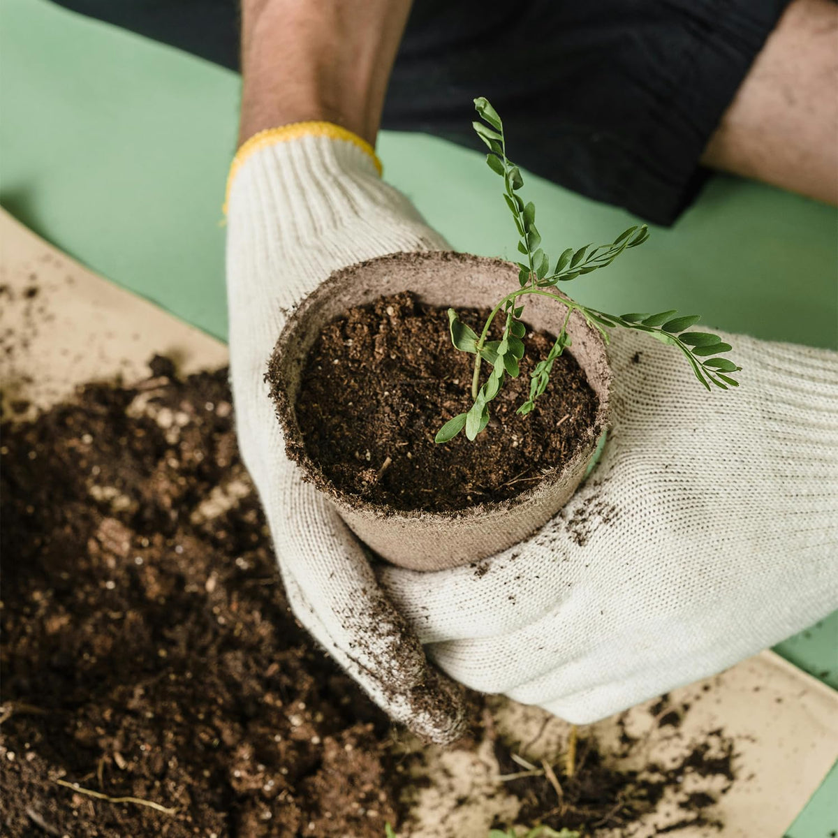 vwpvdeeg biodegradable seed pots decompose into humus that nourishes soil.