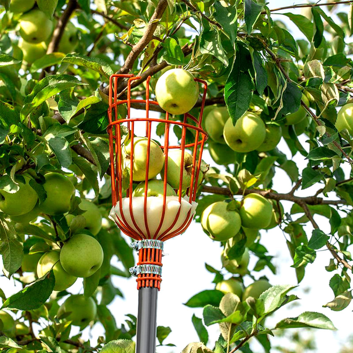 Walensee no-ladder fruit harvester helps reach higher branches.