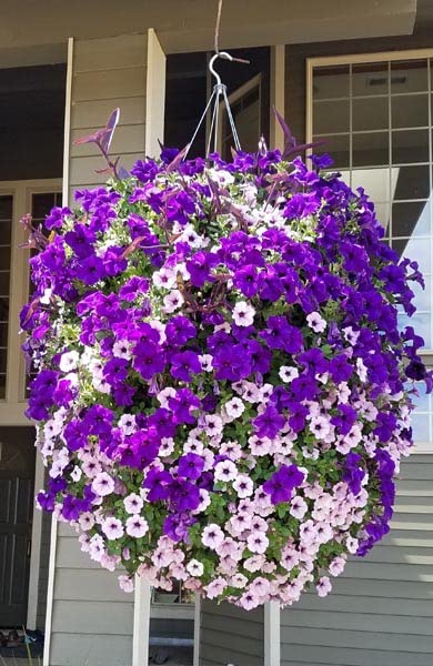 Wallace Organic Wonder nutrient and water uptake improves with root-focused care.