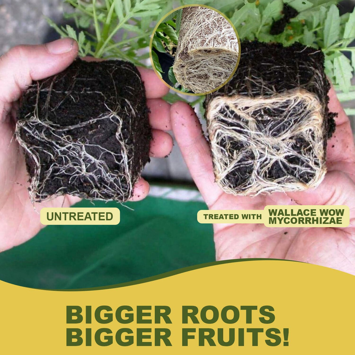 Seedling growth improves with Wallace Organic Wonder mycorrhizal inoculant.