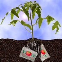 Wallace Organic Wonder tomato transplants perform better with WOW guidance and nutrients.