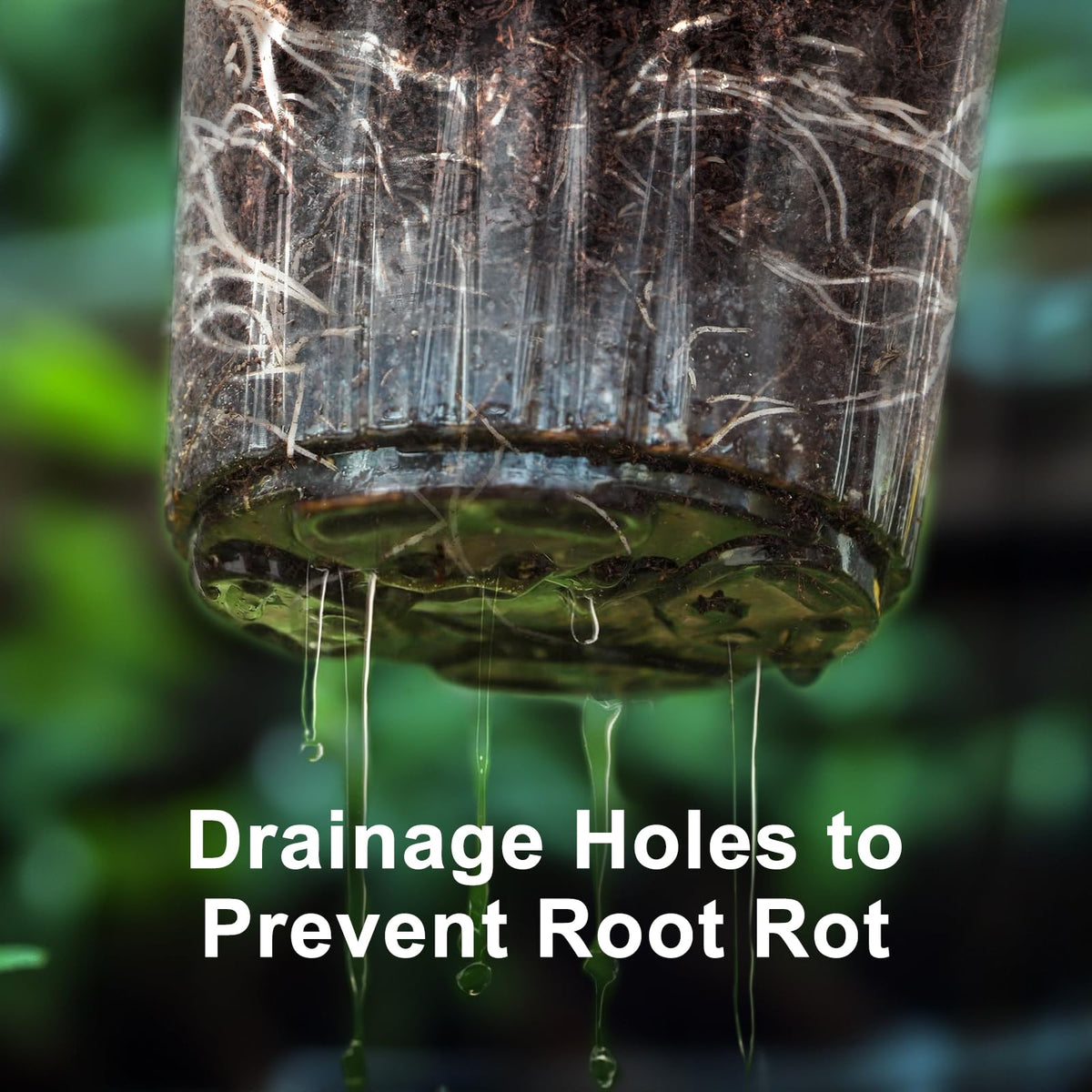 WandaQueen clear nursery pot showing bottom drainage holes for healthy roots
