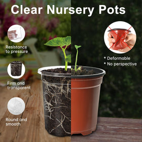 WandaQueen transparent plastic pot closeup for observing moisture and growth.